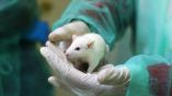 Non banalizziamo gli esperimenti medici sugli animali