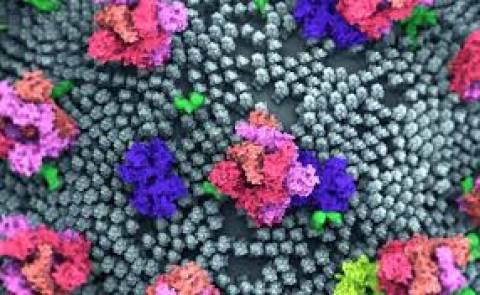 Pandemia COVID: le ricette devono affrontare gli interrogativi sugli effetti del virus